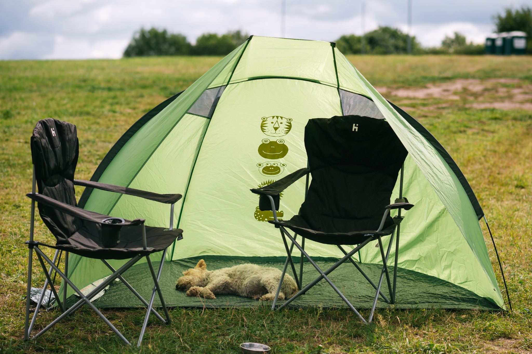 archaeological dig dog sleeping inside a tent