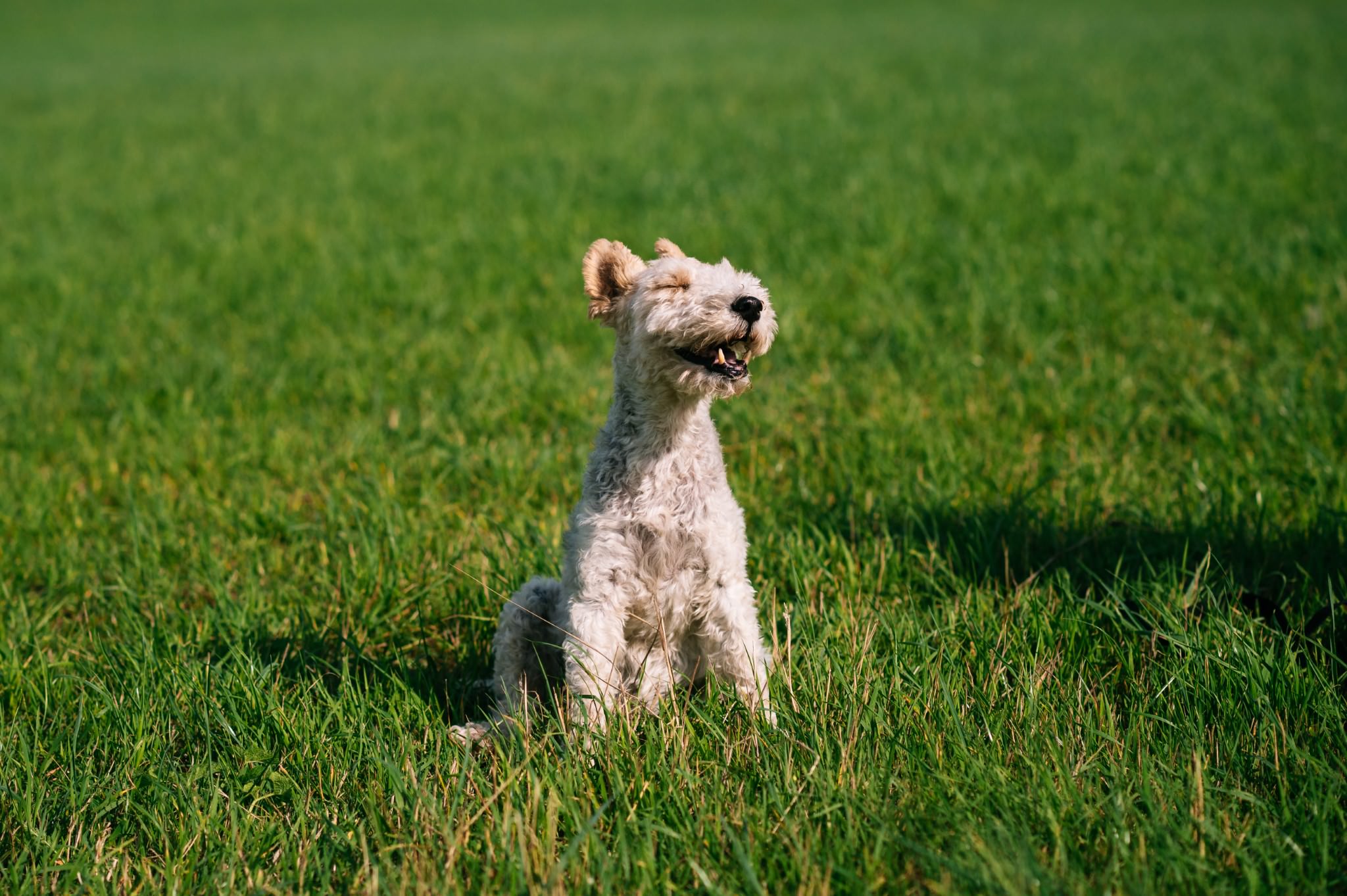 wire fox terrier enjoying a summer's day breeze whilst sat in a grassy field